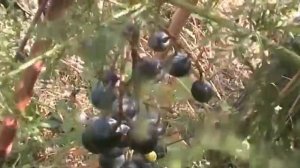 Что такое вызревание лозы