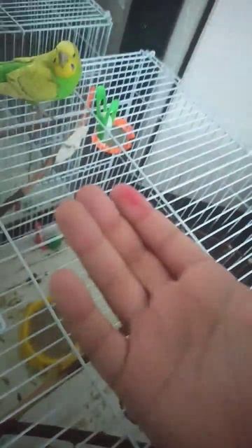 Звериный мир: удивительные забытые животные