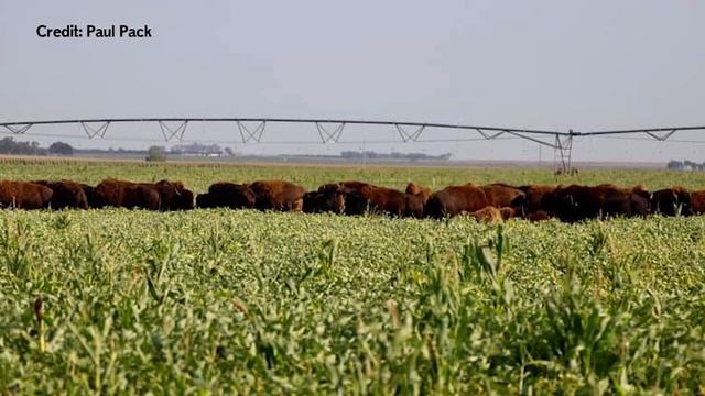 Photos/VIDEO: Bison get loose in Phelps County, Nebraska смотреть онлайн