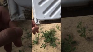 Как убрать-побороть рыжики на низах дверей в любой машине! Убираем ржавчину на дверях.