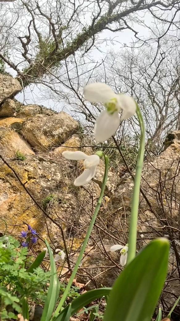 Подснежники ( Галантусы ) смотреть онлайн