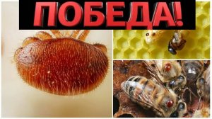 обработка от клеща #пчеловодство#пчелы#пчеловод
