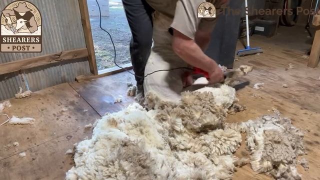 Electric Shearing Sheep Clipper Review Demo Of The Sheep Shears Pro 500 Watt 6 Speed Handpiece