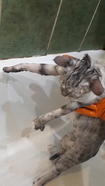 Стираем кота смотреть онлайн