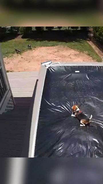 Dog Saved by Pool Cover #shorts смотреть онлайн