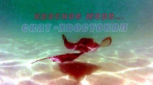 Скат хвостокол. Красное море подводная съемка. Снорклинг в красном море. Гигантский скат