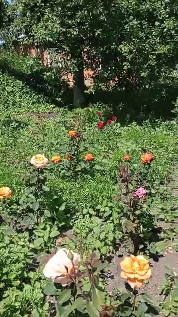 Розы 🌹🌹🌹 Розовое настроение ☀️☀️☀️ смотреть онлайн
