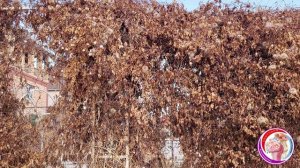 Обзор весеннего сада. Обрезаю гортензии и проветриваю розы. 15 Марта