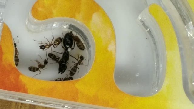 МОИ НОВЫЕ МУРАВЬИ Camponotus fallax смотреть онлайн