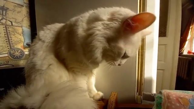 Как живет Беляш. смотреть онлайн