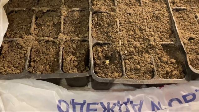 🐈⬛Мой грунт|Сею🫑Автополив из подручных материалов смотреть онлайн