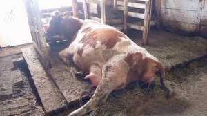 Отёл Милы/Большой телёнок/Вызывали схватки