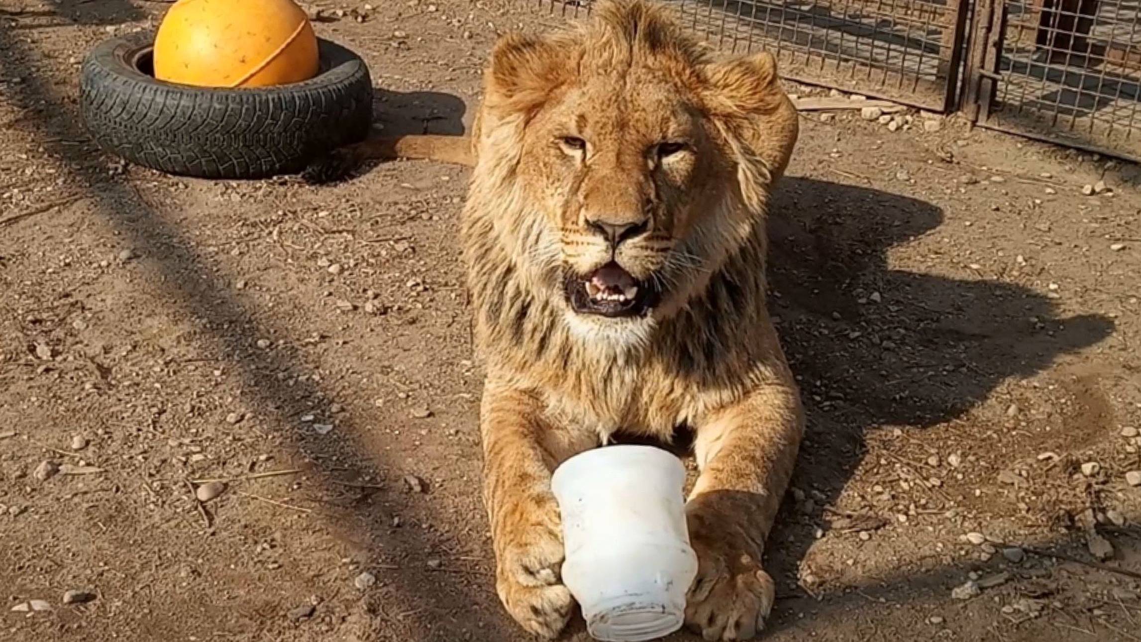 Лев ШЕРХАН даёт мастер - класс по игре с бидончиком. Не дикий зверь, а украшение природы. (2 выпуск) смотреть онлайн