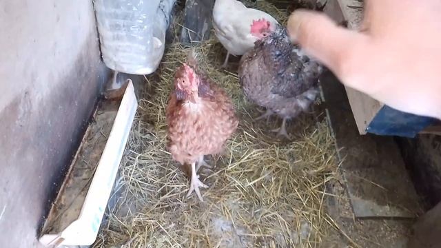 Зима не отступает, обзор на курочек 16 марта 2025