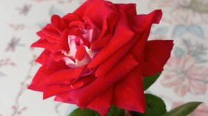🌹 Обрезка густой розы, плетистая «Аляска». 11 марта 2025 года.