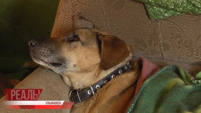 Здесь не укусят. Марафон "Подарка судьбы" смотреть онлайн