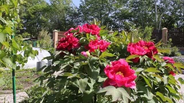 MVI 0019 смотреть онлайн