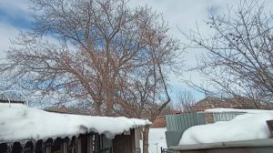 Как можем, поддерживаем "крысиный иммунитет". 2 часа уходит на кормление НУТРИЙ. 04.03.25