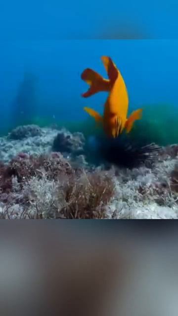 Рыбы_ которые приручили людей_ смотреть онлайн