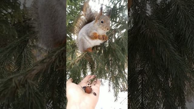 Белочка кушает семечки и орехи с руки. смотреть онлайн