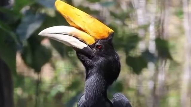 Rhinoceros Hornbill Calls смотреть онлайн