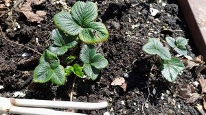 Обработайте КЛУБНИКУ ВЕСНОЙ именно ТАК!  Уход, подкормки, обработка от вредителей, полезные советы.