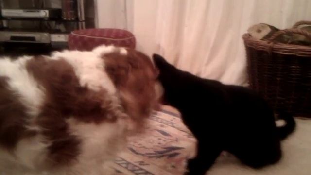 Dog licking pussy смотреть онлайн