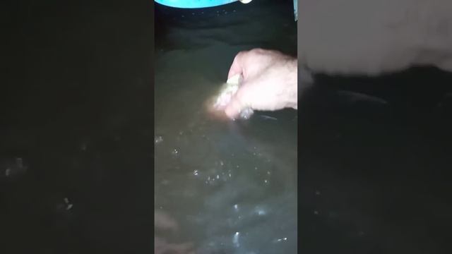 Кормлю сомов куриным фаршем часть 6. Аква ферма у дяди Вити смотреть онлайн
