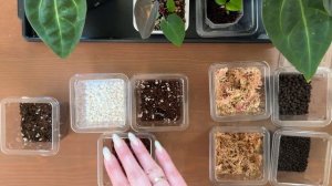 Как вырастить антуриум из семян