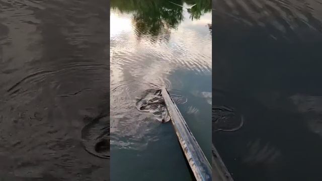 Нутрии в реке Мариуполя смотреть онлайн
