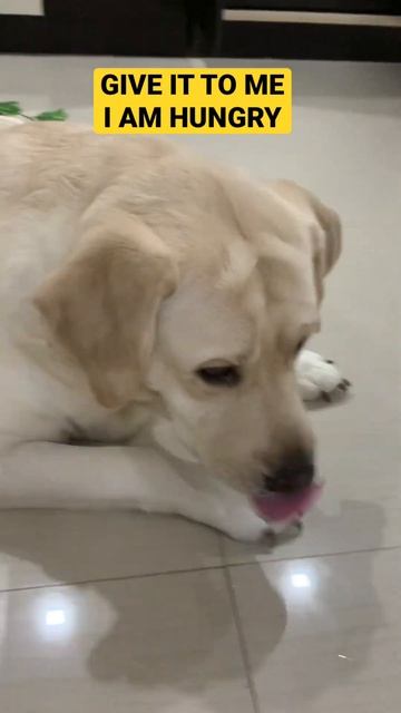 I Am Hungry #dogs #dogfood #funnydogs #labradorretriever #dogshorts #dogsofinstagram