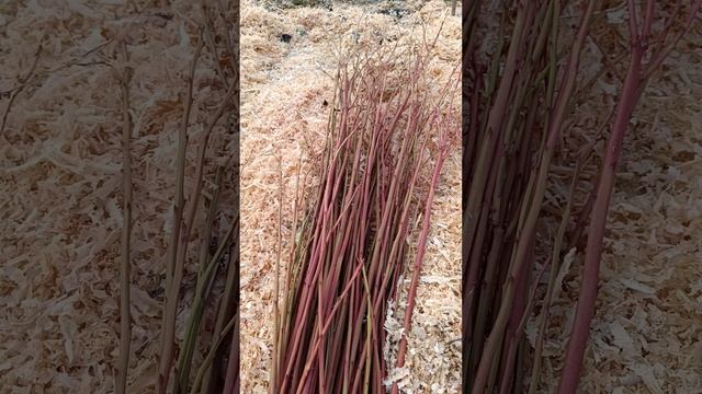 Аномальная заготовка черенков голубики