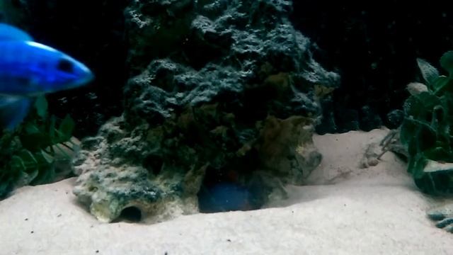 Aggressive malawi cichlid смотреть онлайн
