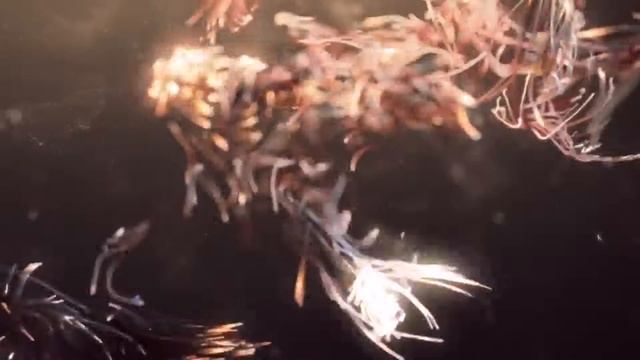 Effect Fun 2. смотреть онлайн