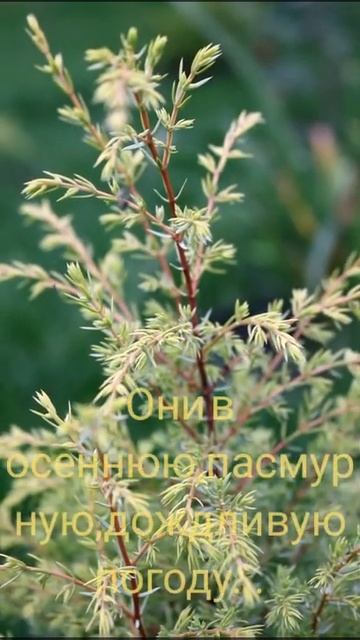 Жёлтые можжевельники в саду. смотреть онлайн
