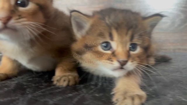 Чаузи Ф2 мальчики