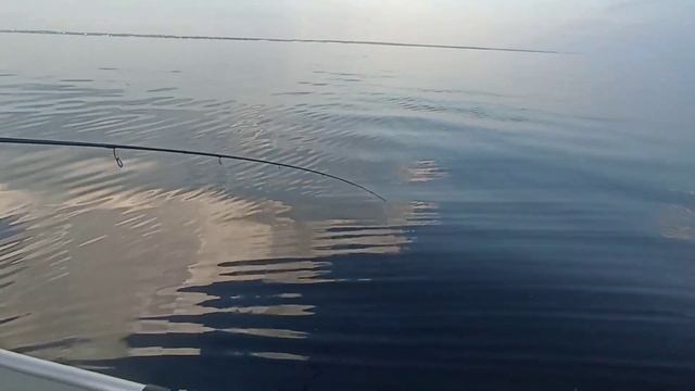 Гоша мечтал поймать хотя бы одного судка, а поймал 15 судаков.