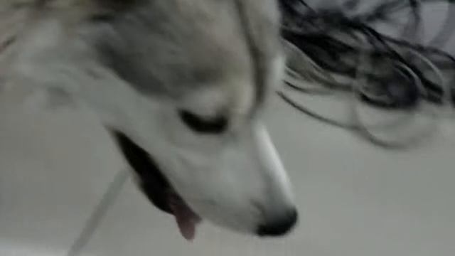 хаски смотреть онлайн