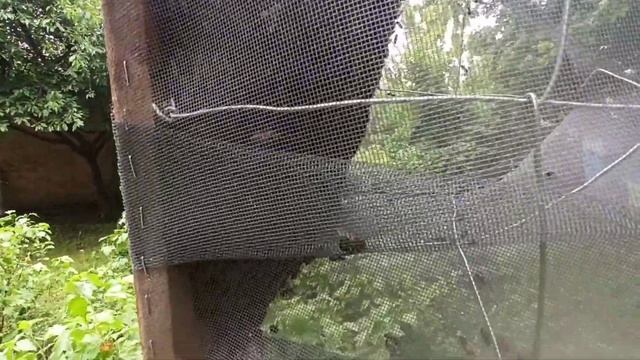 Роевня для пчел в работе. Снятие роя и посадка в улей. смотреть онлайн