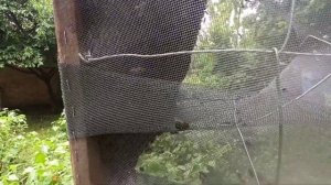 Роевня для пчел в работе. Снятие роя и посадка в улей.