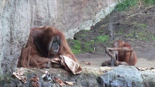 orang utan Bimbo with Batak - father and son plays - zoo Leipzig смотреть онлайн