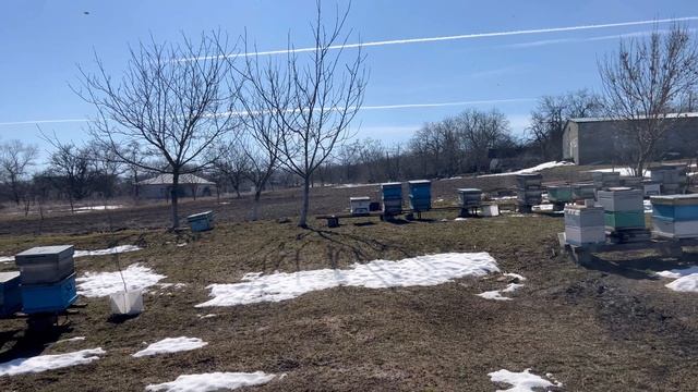 Весенний старт. Выпускаем маток из изоляции. смотреть онлайн