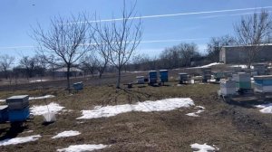 Весенний старт. Выпускаем маток из изоляции.