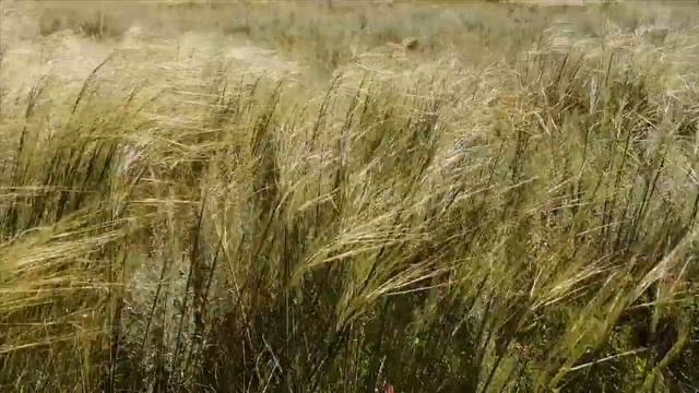 Летние луга смотреть онлайн