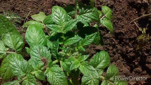 Продолжаем работу с рассадой, высаженной в грядки. смотреть онлайн