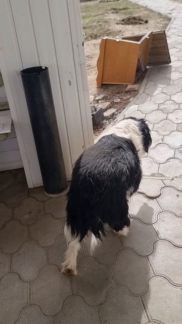 Не пустила гулять ))