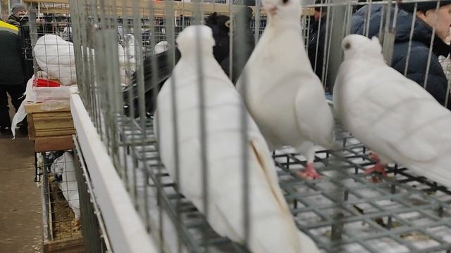 15.03.2025г Москва Сборная ч. 1 смотреть онлайн