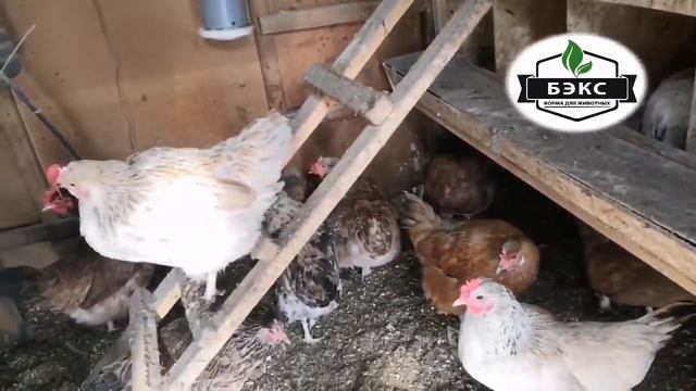 Весна, расклев, тонкая скорлупа у яиц, почему этого НЕТ у меня смотреть онлайн