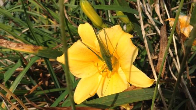 🦗Funky Katydid🦗
