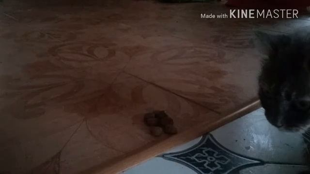 Короче, говоря моя Кошка 😸😸😸| ^_^......... смотреть онлайн